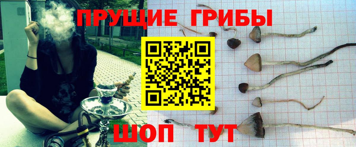 Галлюциногенные грибы Psilocybine cubensis Будённовск